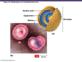 Structure of an enveloped helical virus with spikes