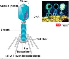 Structure of a T-even bacteriophage