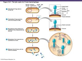 Lytic cycle of a T-even bacteriophage