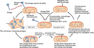 Lysogenic and lytic cycles of bacteriophage