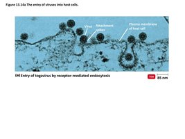 Entry of virus by receptor-mediated endocytosis
