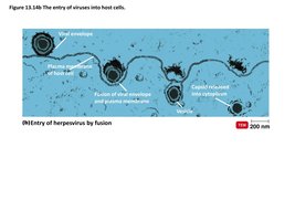 Entry of enveloped virus by fusion