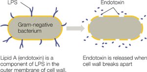 Structure of LPS with O antigen, core, and Lipid A