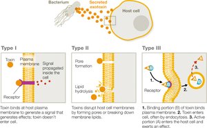 Mechanisms of exotoxin action