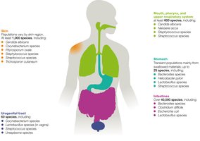 Distribution of normal microbiota in the human body