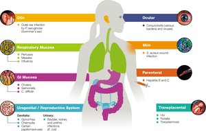 Portals of entry for pathogens