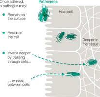 Pathogen invasion strategies
