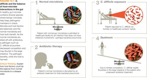 Microbiota disruption and C. difficile infection