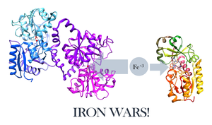 Iron acquisition by pathogens