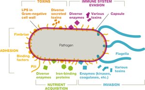 Virulence factors of pathogens