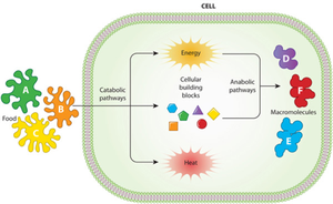 Overview of catabolic and anabolic pathways in a cell