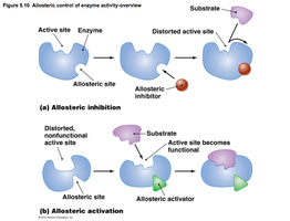 Diagram of allosteric inhibition and activation