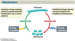Diagram showing the relationship between catabolism and anabolism