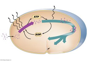 Diagram of ATP and ADP cycling in a cell