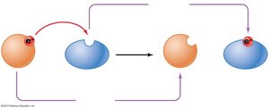 Diagram of oxidation and reduction reactions