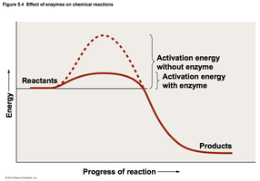 Graph showing how enzymes lower activation energy