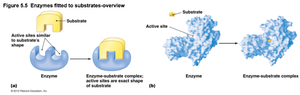 Diagram of enzyme-substrate specificity and complex formation