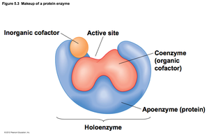 Diagram of enzyme components: apoenzyme, coenzyme, and cofactor