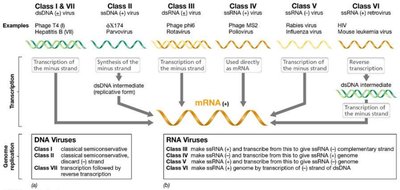 Baltimore classification of viral genomes and replication strategies