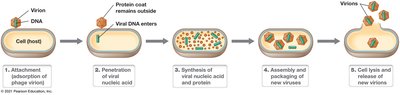 Steps of viral replication