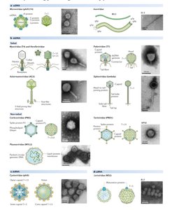 Phage classification examples