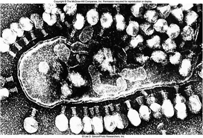 Virulent phage lytic cycle