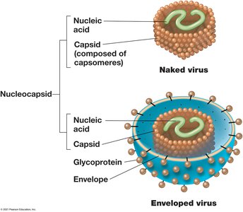 Naked and enveloped virus structure
