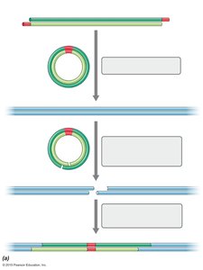 Lambda phage integration