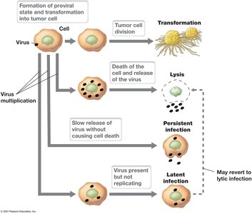 Effects of animal viruses