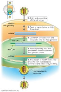 Retrovirus replication cycle