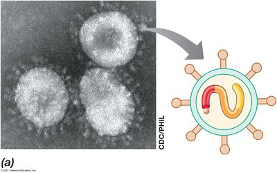 Coronavirus structure and genome