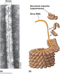 Helical symmetry in viruses
