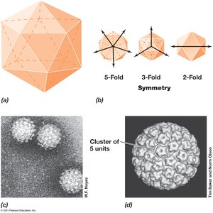 Icosahedral symmetry in viruses
