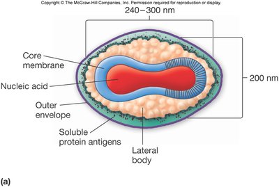 Complex symmetry in poxvirus