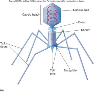 Complex symmetry in bacteriophage