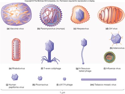 Examples of virus morphologies