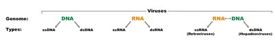 Virus genome types