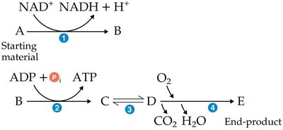 Overview of glycolysis pathway