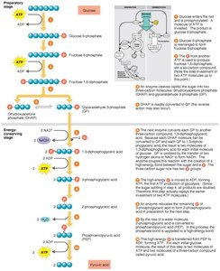 Overview of pentose phosphate pathway
