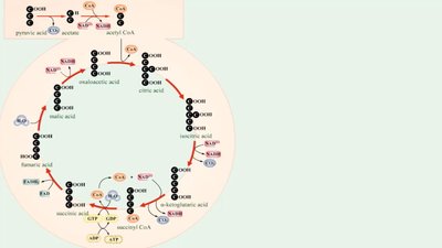 Krebs cycle diagram