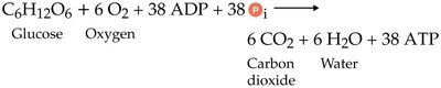 ATP yield table for aerobic respiration