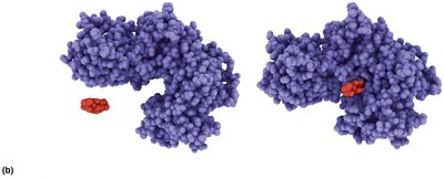 Enzyme-substrate complex formation