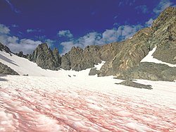 Pigmented snow algae