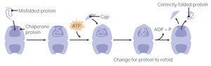 Chaperone protein mechanism
