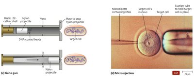 Gene Gun and Microinjection