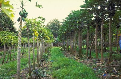 Genetically Modified Papaya Plants