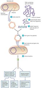 Overview of a Type of Recombinant DNA Technology