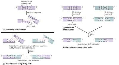 Actions of Representative Restriction Enzymes