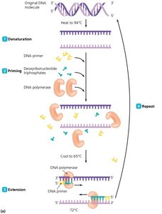 Use of the Polymerase Chain Reaction (PCR) to Replicate DNA