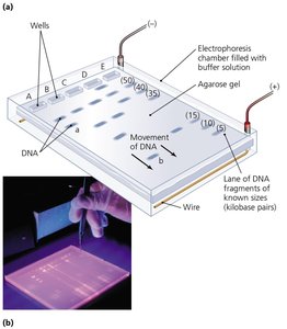 Gel Electrophoresis